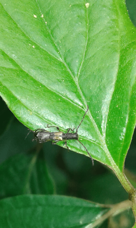 Brachypteroma ottomanum (Cerambycidae)? Sì.
